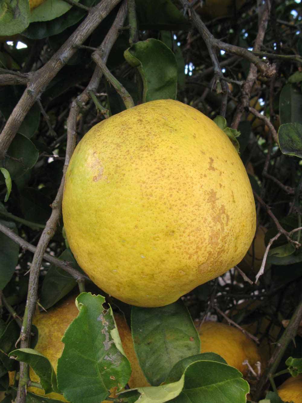              Fruit (Winter Haven, FL)       